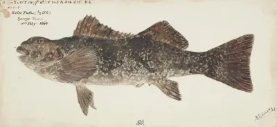 Aplodactylus Arctidens Nz Marblefish Or Keke