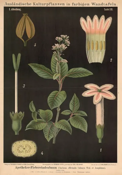 Apotheker Fieberrindenbaum Cinchona Officinalis Calisaya Wed Et Josephiana