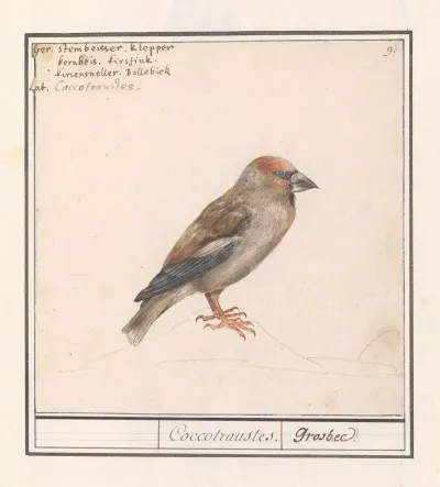 Appelvink Coccothraustes Coccothraustes