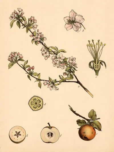 Apple 3