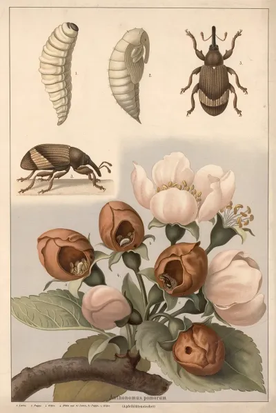 Apple Blossom Weevil Anthonomus Pomorum