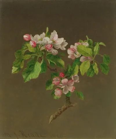 Apple Blossoms 4