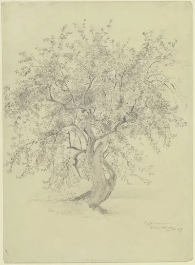 Apple Tree At The Eichenbuhl