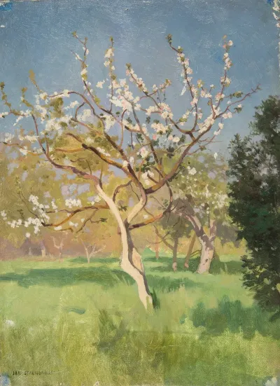 Apple Tree In Blossom 3