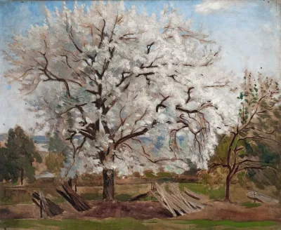 Apple Tree In Blossom