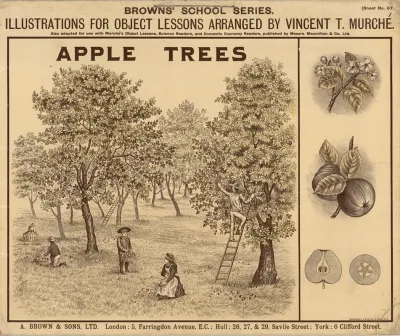 Apple Trees 4