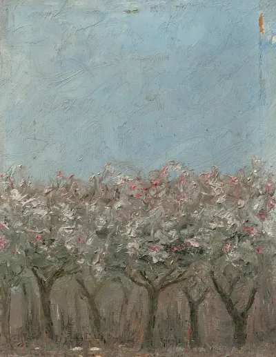 Apple Trees In Blossom Blommande Appeltrad