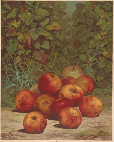 Apples 5