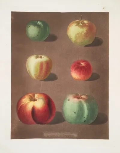 Apples French Crab Minchams Crab Cockagee Red Streak Holland Berry And The New Town Pippin Varities