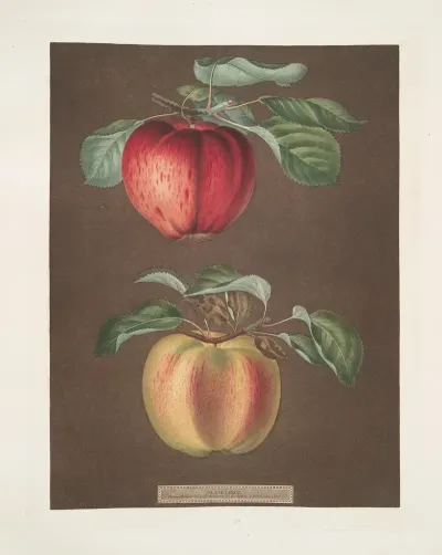 Apples Phoenix And The Norroways Beauty Varities