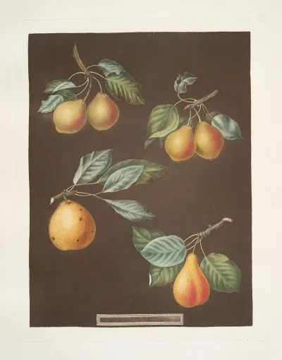 Apples Pomme Dapt Courpendu Blanche Royal Nonsuch Margill And The Summer Nonsuch Varities