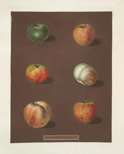 Apples Rhenet Gray Padlys Pippin Biggs Nonsuch July Flower Kirks Scarlet Admirable And The Ribstone Pippin Varities