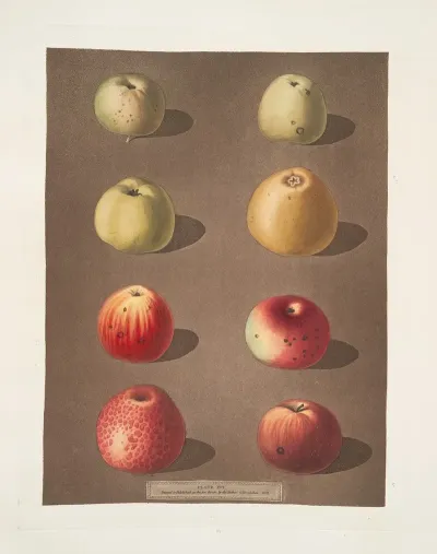 Apples Robertsons Blanchards Rasberry Lemon Aromatic Ferns Embroidered And The Spitsburgh Pippins