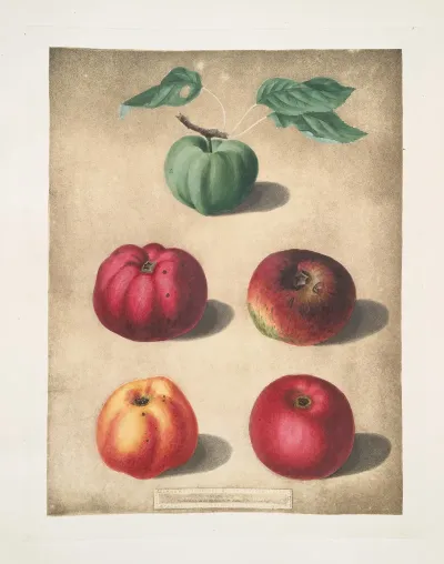 Apples White Colville Red Colville Norfolk Beefin Norfolk Paradise Norfolk Storing Varities