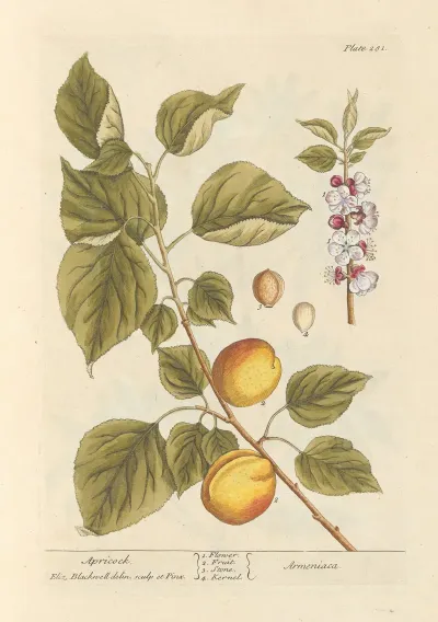 Apricock
