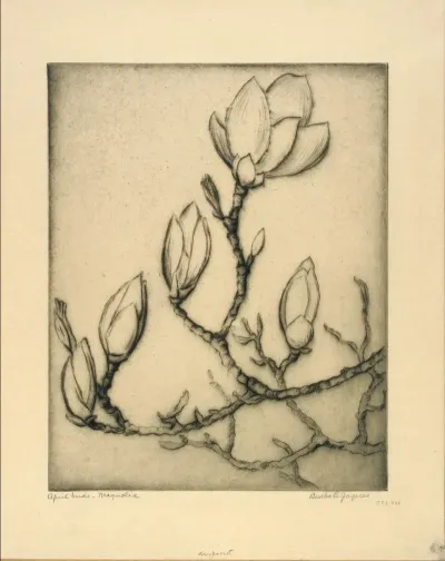 April Buds Magnolia