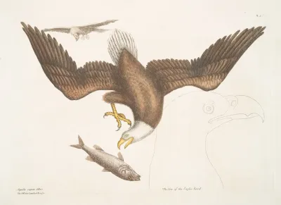 Aquila Capite Albo The White Headed Eagle The Size Of The Eagle Head