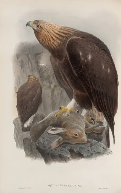 Aquila Chrysaetos Golden Eagle