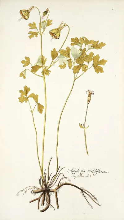Aquilegia Viridiflora