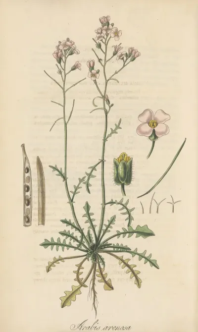 Arabis Arenosa