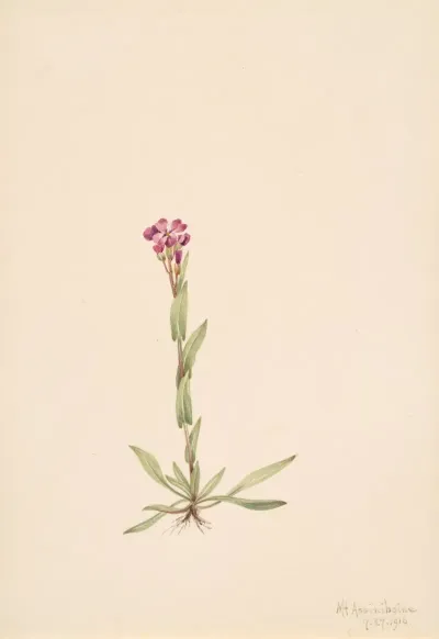 Arabis Lyallii
