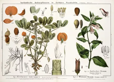 Arachis Hypogaea Sesamum Indicum Sesamum Orientale Aardnootstruik Sesamkruid Sesam