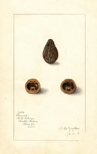 Arachis