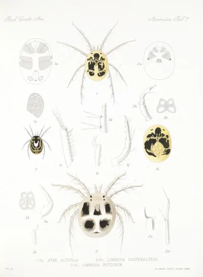 Arachnida Acaridea Pl 07