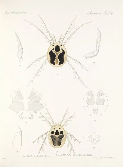 Arachnida Acaridea Pl 10