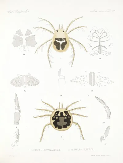 Arachnida Acaridea Pl 11