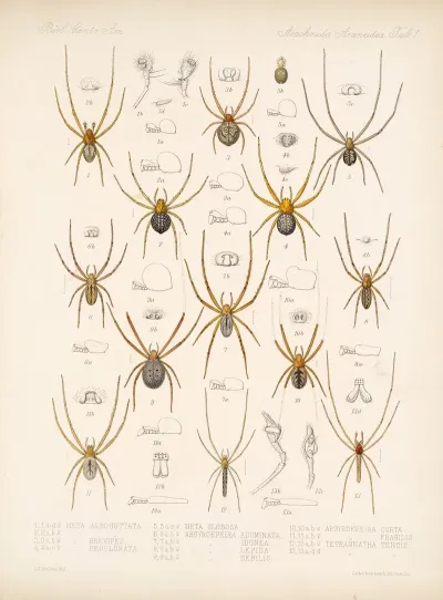 Arachnida Araneidea Pl 01