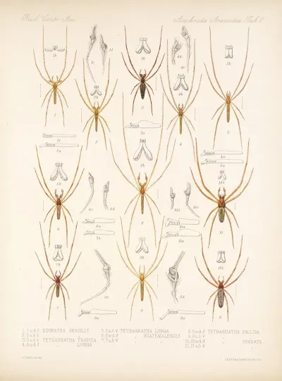 Arachnida Araneidea Pl 02