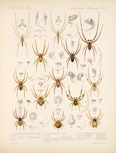 Arachnida Araneidea Pl 03