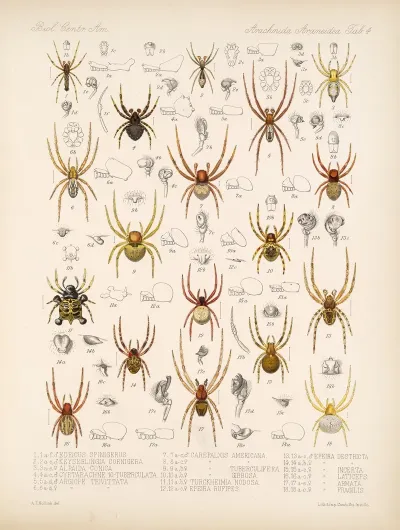 Arachnida Araneidea Pl 04