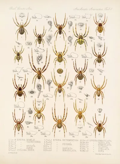Arachnida Araneidea Pl 06