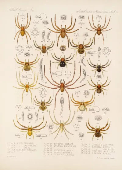 Arachnida Araneidea Pl 09