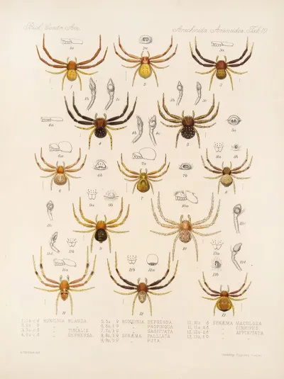 Arachnida Araneidea Pl 10