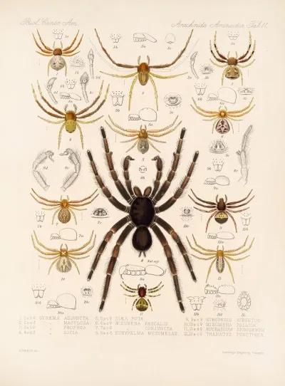 Arachnida Araneidea Pl 11