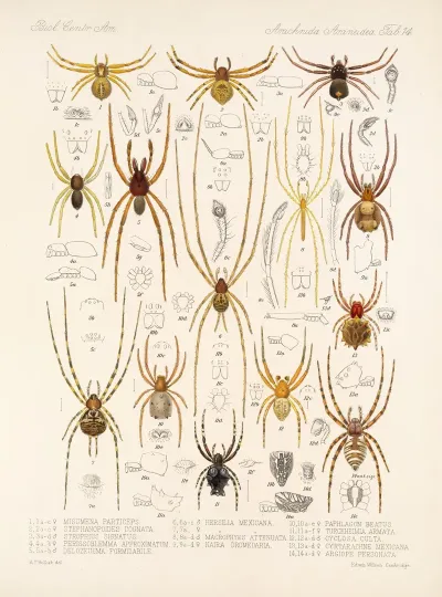 Arachnida Araneidea Pl 14
