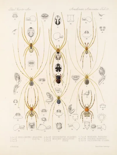 Arachnida Araneidea Pl 20
