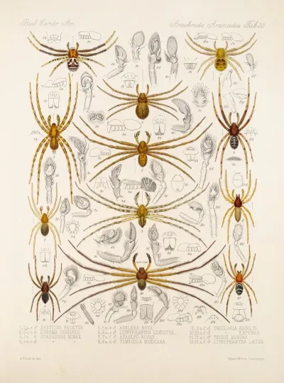 Arachnida Araneidea Pl 22