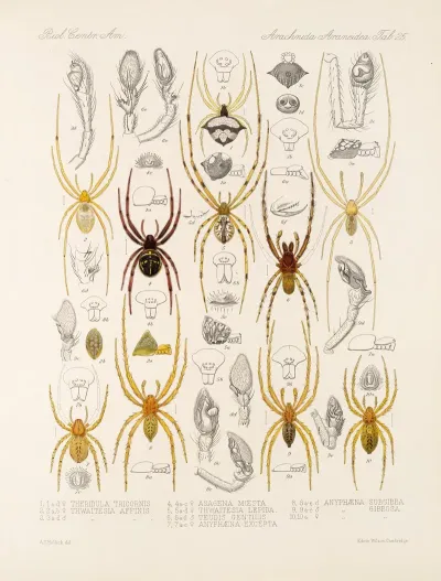 Arachnida Araneidea Pl 25