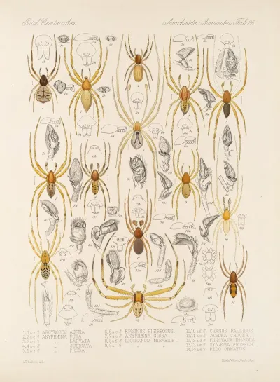 Arachnida Araneidea Pl 26