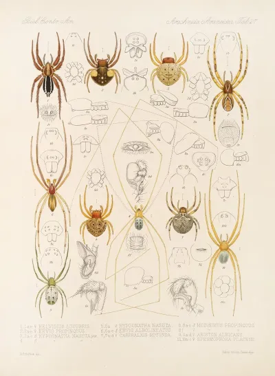 Arachnida Araneidea Pl 27