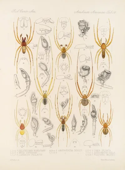Arachnida Araneidea Pl 28