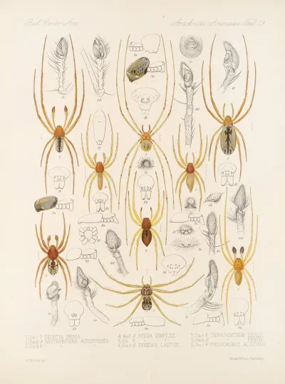 Arachnida Araneidea Pl 29