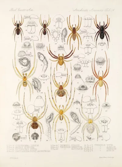 Arachnida Araneidea Pl 34