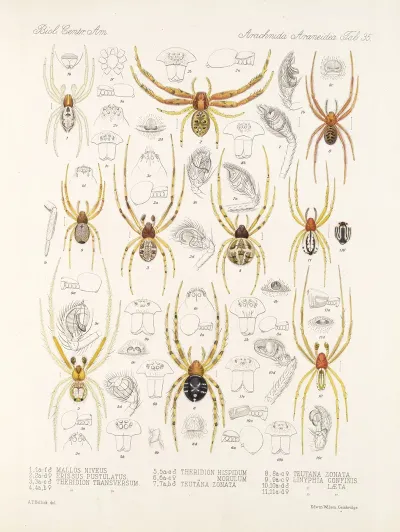 Arachnida Araneidea Pl 35