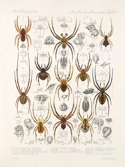 Arachnida Araneidea Pl 37