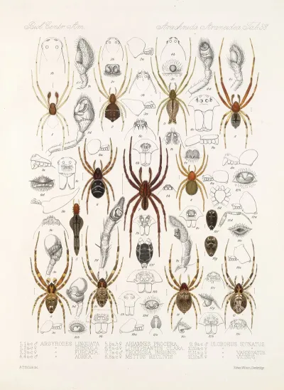 Arachnida Araneidea Pl 38